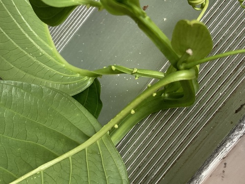 Passiflora quadrangularis