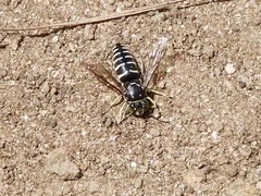 Bicyrtes discisus