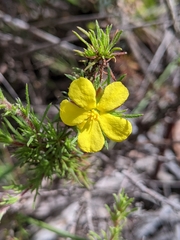 Hibbertia prostrata