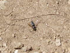 Bicyrtes discisus