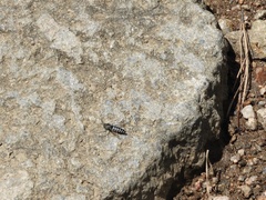 Bicyrtes discisus