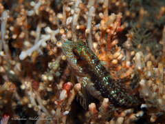 Parablennius marmoreus