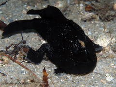 Antennarius scaber