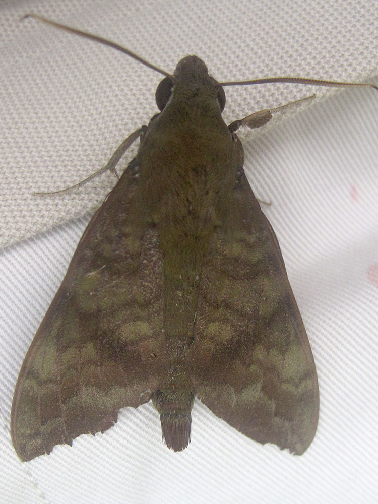 Nephele maculosa
