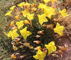 Calylophus