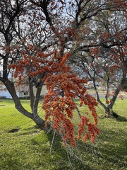 Hippophae