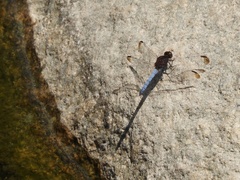 Erythrodiplax atroterminata