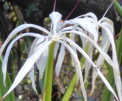 Crinum americanum