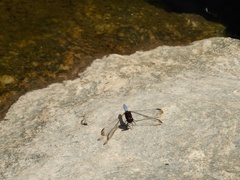 Erythrodiplax atroterminata