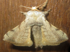 Bombycinae