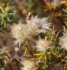 Phylica pubescens