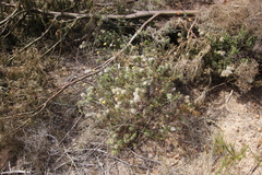Phylica pubescens