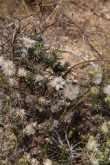 Phylica pubescens
