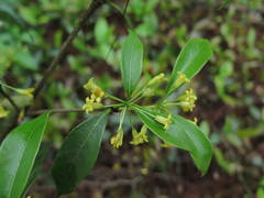 Pittosporum illicioides