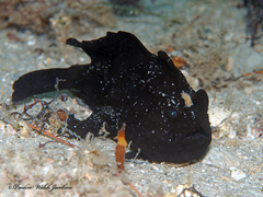 Antennarius scaber
