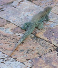 Pholidoscelis plei