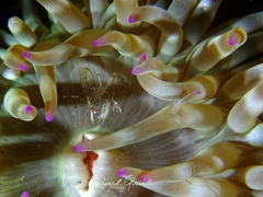 Periclimenes aegylios