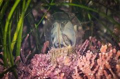 Polyorchis haplus