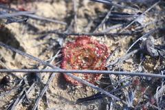 Drosera zonaria