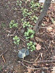 Alliaria petiolata