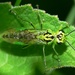Rhogogaster viridis - Photo (c) Walwyn, μερικά δικαιώματα διατηρούνται (CC BY-NC-SA)