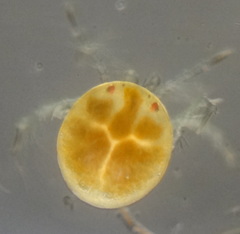 Hydrachnidae