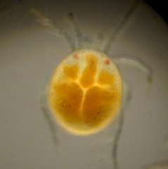 Hydrachnidae