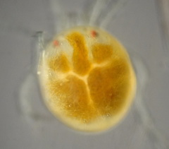 Hydrachnidae