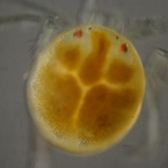 Hydrachnidae