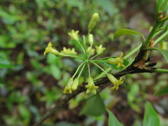 Pittosporum illicioides