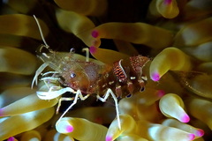 Periclimenes amethysteus