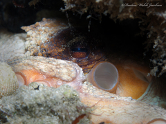 Octopus americanus