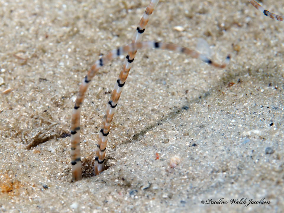 Mesochaetopterus stinapa