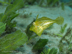 Monacanthus ciliatus
