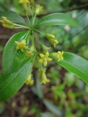 Pittosporum illicioides