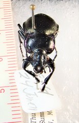 Carabus nemoralis