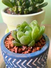 Haworthia cooperi