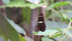 Heliconius congener