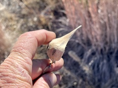 Asclepias engelmanniana