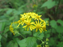 Sinosenecio oldhamianus