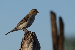 Sporophila albogularis