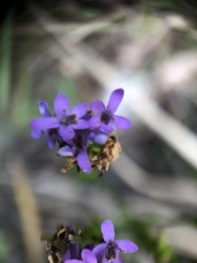Pseudoselago verbenacea