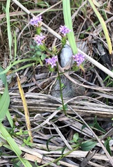 Pseudoselago verbenacea