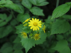 Sinosenecio oldhamianus