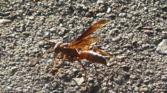 Polistes hirsuticornis
