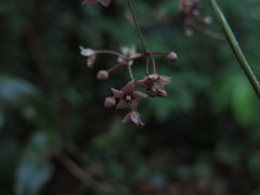 Vincetoxicum silvestre