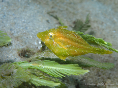 Stephanolepis setifer