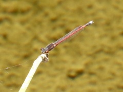 Oxyagrion rubidum
