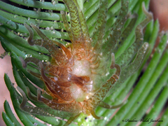 Bunodeopsis globulifera