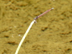 Oxyagrion rubidum